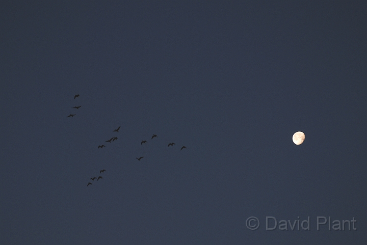 Pink-footed geese at dawn - M.jpg - Pink-footed geese flying at dawn under the moon - Norfolk